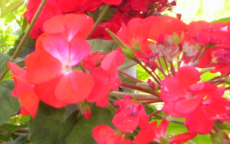 geraniums