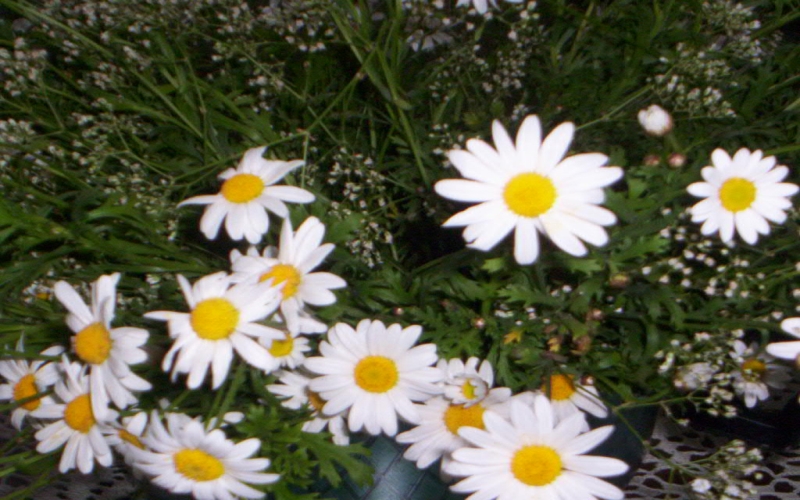 marguerites